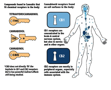 THC vs CBN cannabidiol halo infusions