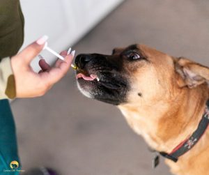 Maaaaaaax, Canine CBD Therapy oil