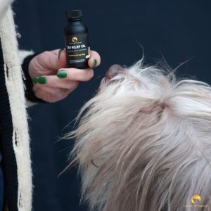 sniffs, sniffs, sniffs, Poppet Canine CBD Therapy Relief Oil in hand