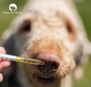 Sniff it, Love it, Live it. Canine CBD Therapy Sniffs Halo Infusions