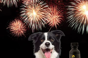 Woofer Happy Canine CBD Therapy 4th of July boy relief oil Halo Infusions