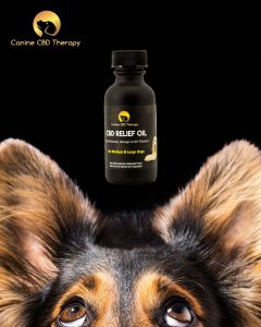 Fourth of July Canine CBD Therapy German Shepard relief oil Halo Infusions