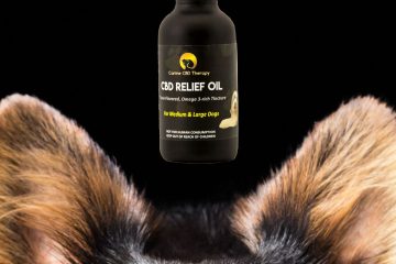 Fourth of July Canine CBD Therapy German Shepard relief oil Halo Infusions
