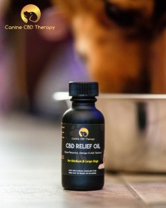 This Fourth of July Canine CBD Therapy eating Halo Infusions