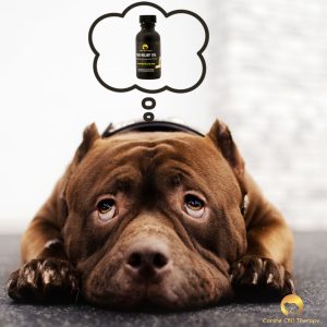 Daydreaming canine cbd therapy daydreaming of relief oil Halo Infusions