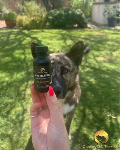 Who is ready Canine CBD Therapy relief oil for a silly boy Halo Infusions1