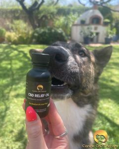Who is ready Canine CBD Therapy relief oil for a silly boy Halo Infusions6