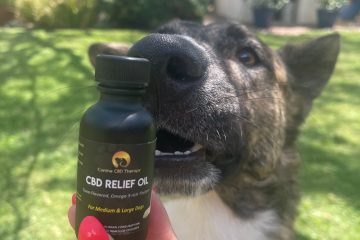 Who is ready Canine CBD Therapy relief oil for a silly boy Halo Infusions6