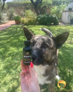 Who is readyCanine CBD Therapy relief oil for a silly boy Halo Infusions2
