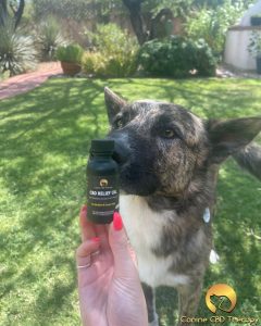 Who is readyCanine CBD Therapy relief oil for a silly boy Halo Infusions3