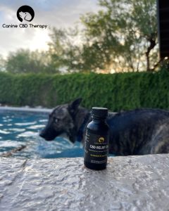 Shake it Off Canine CBD Therapy Pool shoot. Tucson edibles