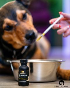 Dinner Time Canine CBD Therapy Relief oil boy eating food and tincture Halo Infusions. tucson edibles