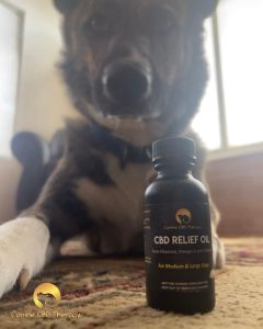 Canine CBD Therapy relief oil silly dog ready for his dose Halo Infusions. Tucson edibles