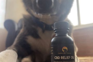 Canine CBD Therapy relief oil silly dog ready for his dose Halo Infusions. Tucson edibles