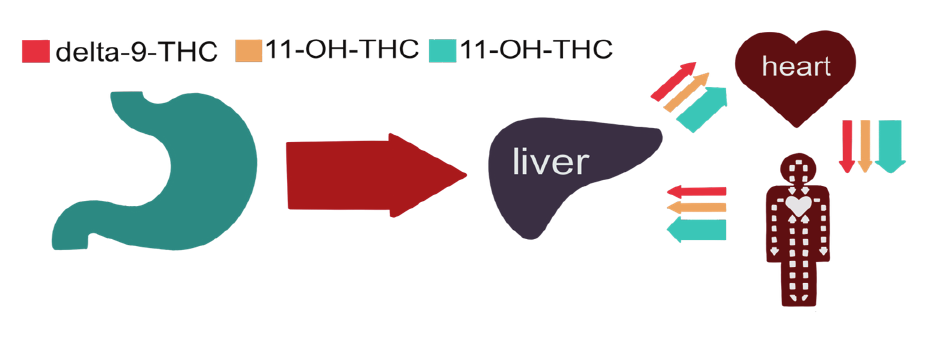 THC metabolism halo infusions tucson edibles