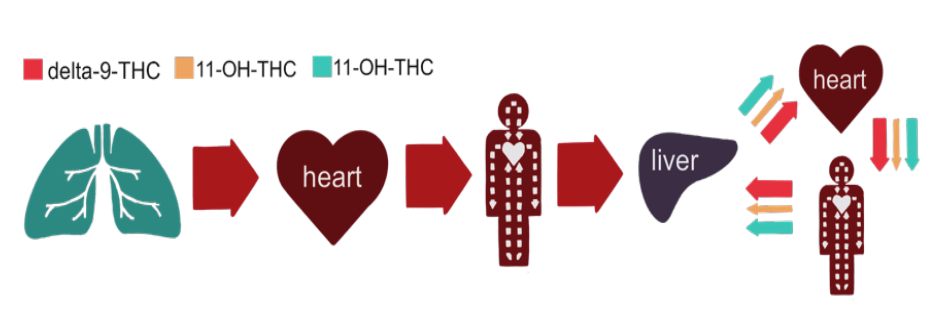 metabolism of THC halo infusions Tucson edibles