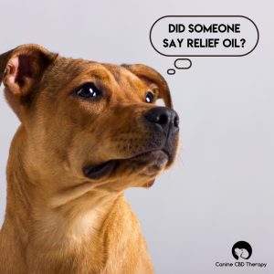 Don't Forget Did someone say rewief oil Canine CBD Therapy Relief Oil. halo infusions. best tincture for dogs. cbd for dogs