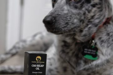 Hooman Canine CBD Therapy Relief Oil cute pup guarding relief oil Halo Infusions. full spectrum. best tincture for dogs. cbd for dogs