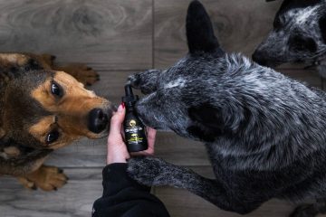 Paws Down Canine CBD Therapy Relief Oil dogs trying to open bottle and feel relief Halo Infusions. full spectrum. best cbd for dogs