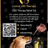 Canine CBD Therapy